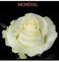 ΤΡΙΑΝΤΑΦΥΛΛΟ ΛΕΥΚΟ 50εκ. ROSEN  ECUADOR MONDIAL50cm